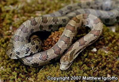 Prairie Kingsnake (Lampropeltis calligaster calligaster)