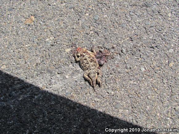 Blainville's Horned Lizard (Phrynosoma blainvillii)