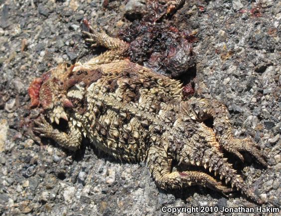 Blainville's Horned Lizard (Phrynosoma blainvillii)