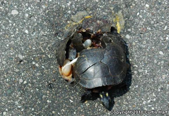 Midland Painted Turtle (Chrysemys picta marginata)