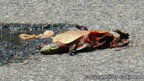 Midland Painted Turtle (Chrysemys picta marginata)