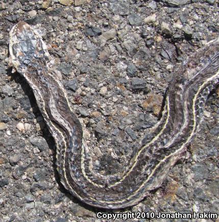 California Striped Racer (Coluber lateralis lateralis)