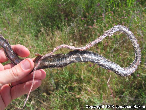 California Striped Racer (Coluber lateralis lateralis)