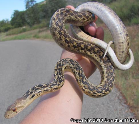 San Diego Gopher Snake (Pituophis catenifer annectens)