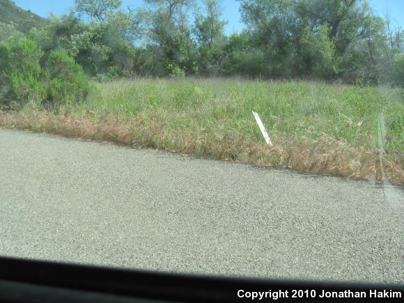 San Diego Gopher Snake (Pituophis catenifer annectens)