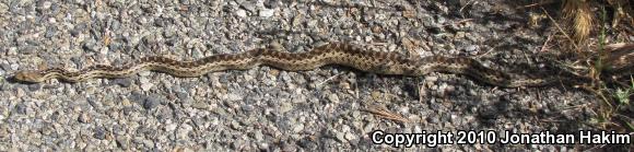 San Diego Gopher Snake (Pituophis catenifer annectens)