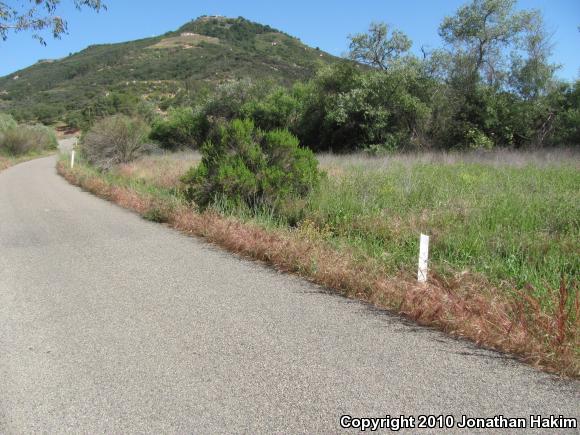 San Diego Gopher Snake (Pituophis catenifer annectens)