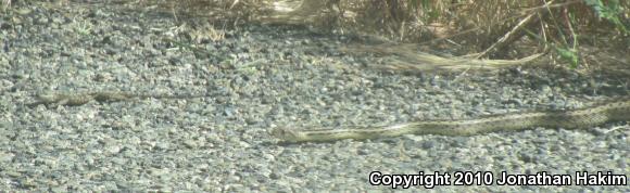 Great Basin Fence Lizard (Sceloporus occidentalis longipes)