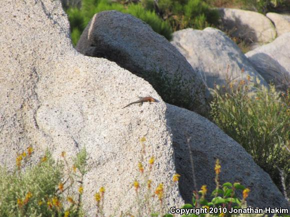 Granite Spiny Lizard (Sceloporus orcutti)