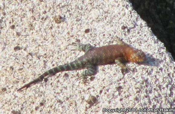 Granite Spiny Lizard (Sceloporus orcutti)