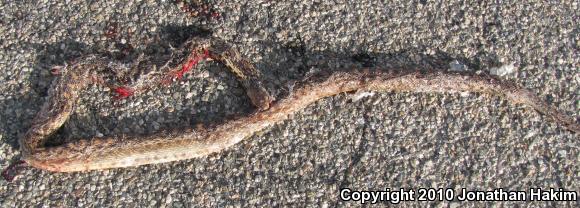 San Diego Gopher Snake (Pituophis catenifer annectens)