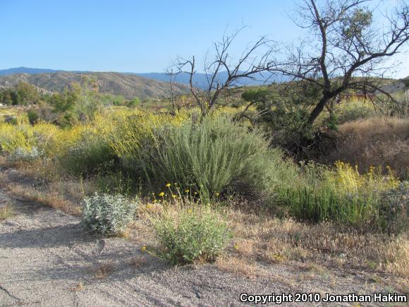 San Diego Gopher Snake (Pituophis catenifer annectens)