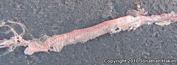 Red Racer (Coluber flagellum piceus)