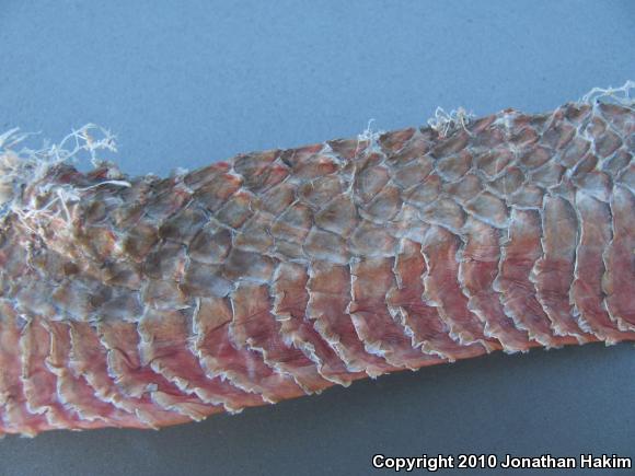 Red Racer (Coluber flagellum piceus)