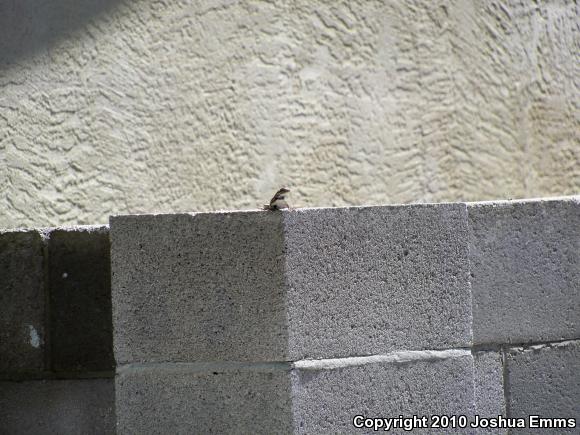 Southwestern Fence Lizard (Sceloporus cowlesi)