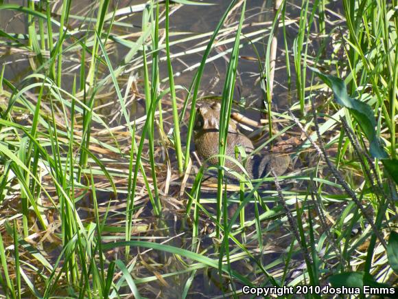 American Bullfrog (Lithobates catesbeianus)