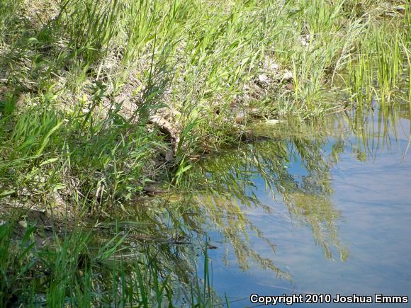 American Bullfrog (Lithobates catesbeianus)