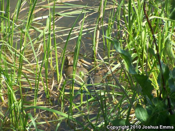 American Bullfrog (Lithobates catesbeianus)