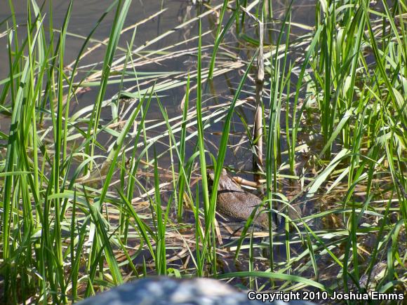 American Bullfrog (Lithobates catesbeianus)