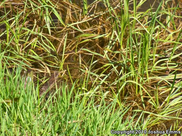 American Bullfrog (Lithobates catesbeianus)