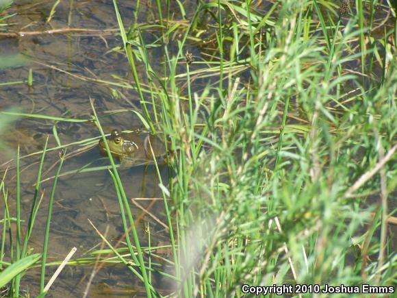 American Bullfrog (Lithobates catesbeianus)