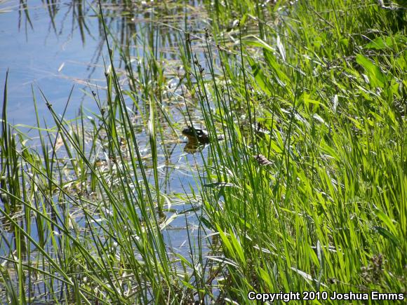 American Bullfrog (Lithobates catesbeianus)