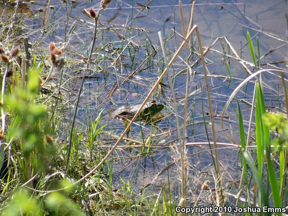 American Bullfrog (Lithobates catesbeianus)