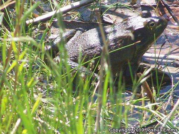 American Bullfrog (Lithobates catesbeianus)