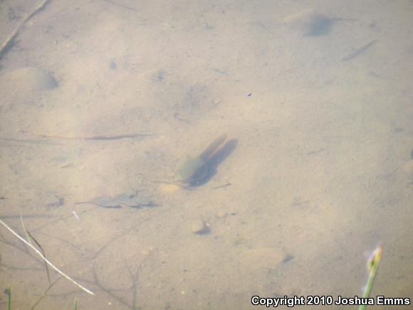 American Bullfrog (Lithobates catesbeianus)