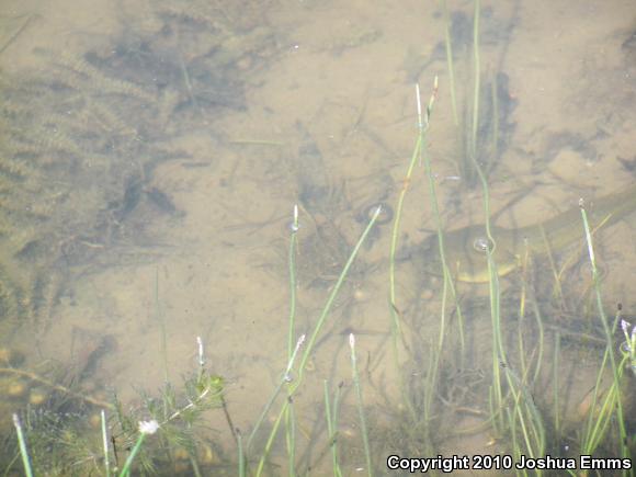 American Bullfrog (Lithobates catesbeianus)