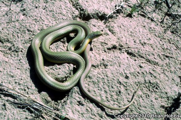 Eastern Yellow-bellied Racer (Coluber constrictor flaviventris)