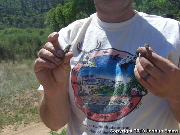 Plateau Fence Lizard (Sceloporus tristichus)