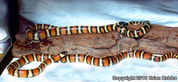 Utah Milksnake (Lampropeltis triangulum taylori)