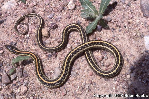 Plains Gartersnake (Thamnophis radix)