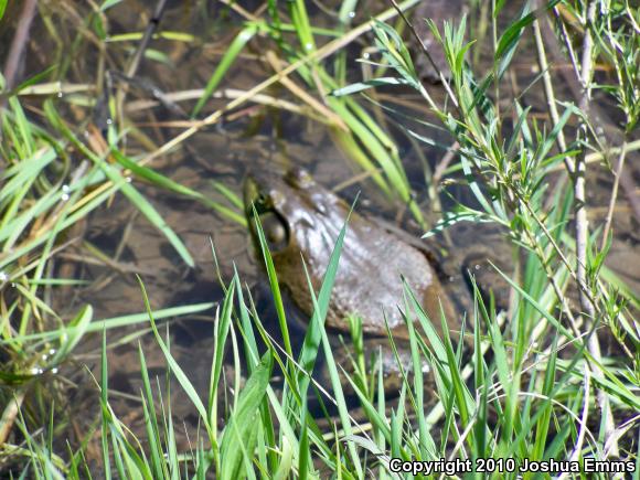 American Bullfrog (Lithobates catesbeianus)