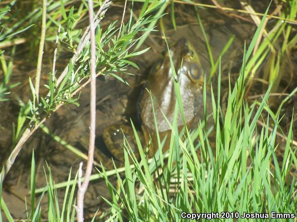 American Bullfrog (Lithobates catesbeianus)