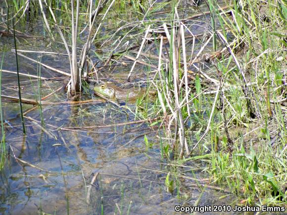 American Bullfrog (Lithobates catesbeianus)