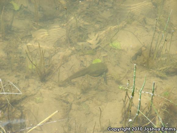 American Bullfrog (Lithobates catesbeianus)