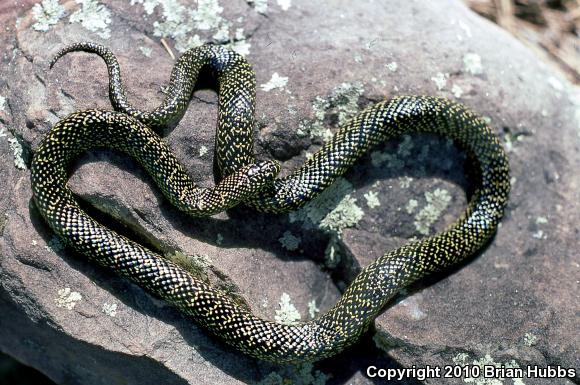 Speckled Kingsnake (Lampropeltis getula holbrooki)