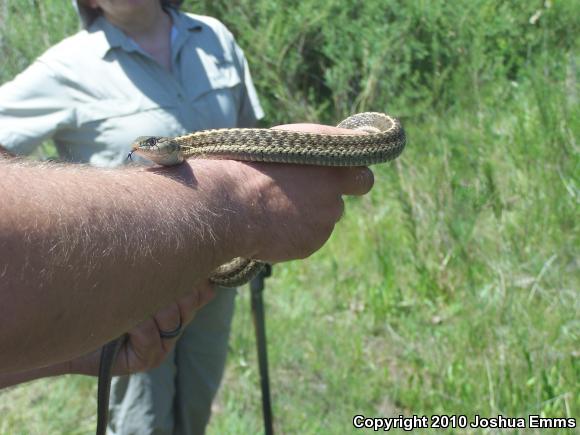 Wandering Gartersnake (Thamnophis elegans vagrans)