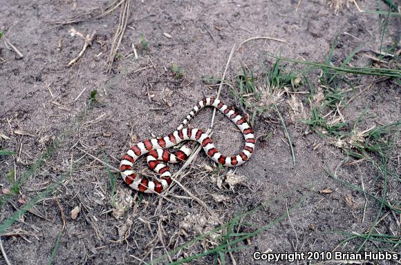 Pale Milksnake (Lampropeltis triangulum multistriata)