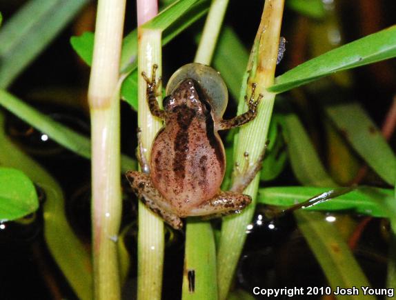 Little Grass Frog (Pseudacris ocularis)