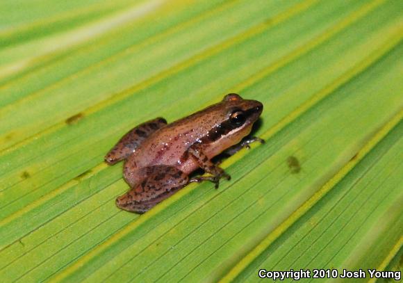 Little Grass Frog (Pseudacris ocularis)