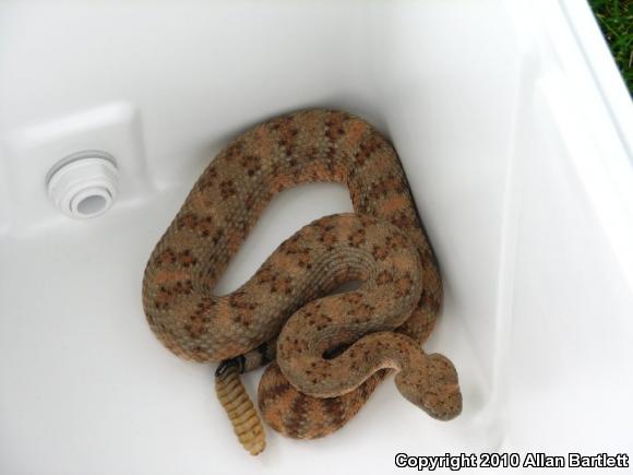 Southwestern Speckled Rattlesnake (Crotalus mitchellii pyrrhus)