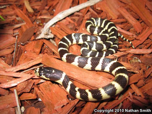 California Kingsnake (Lampropeltis getula californiae)