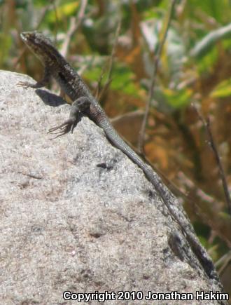 Western Side-blotched Lizard (Uta stansburiana elegans)