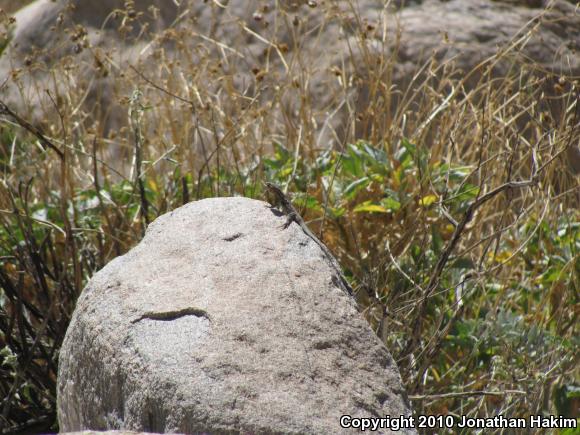 Western Side-blotched Lizard (Uta stansburiana elegans)