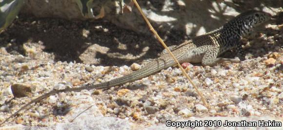 Great Basin Whiptail (Aspidoscelis tigris tigris)