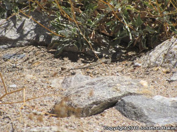 Great Basin Whiptail (Aspidoscelis tigris tigris)