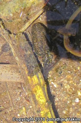 California Treefrog (Pseudacris cadaverina)